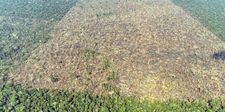 Catástrofe: Brasil perdeu um terço de sua vegetação nativa