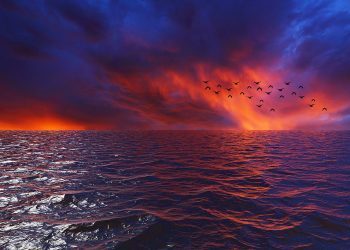Afinal, onde os pássaros descansam quando voam sobre o oceano?