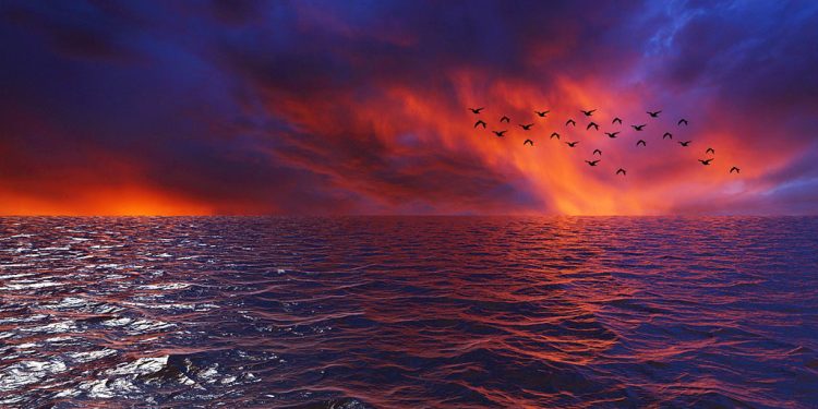 Afinal, onde os pássaros descansam quando voam sobre o oceano?