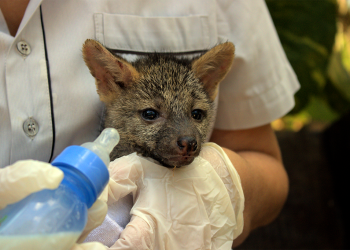 Queimadas aumentam resgates de animais no Cebus