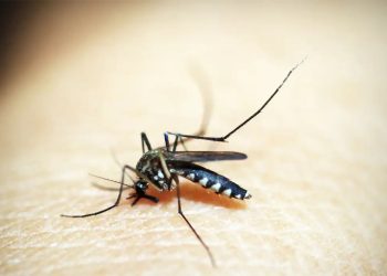 Brasil enfrenta epidemia de dengue sem precedentes em 2024