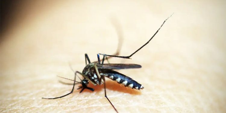 Brasil enfrenta epidemia de dengue sem precedentes em 2024