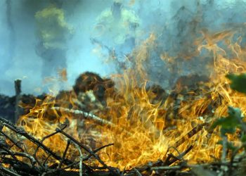 Prisões por incêndios florestais disparam em Minas Gerais