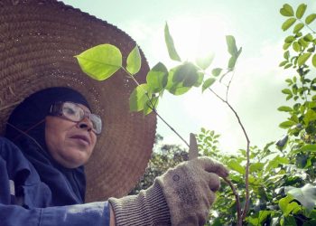 Viveiro de Mudas Usiminas contribui para a preservação das áreas verdes de Ipatinga