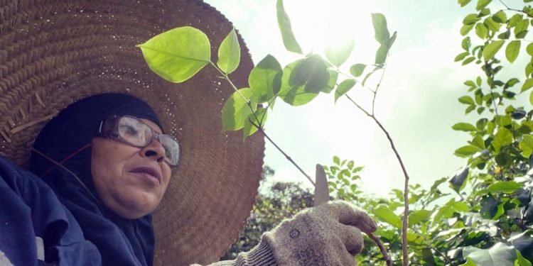 Viveiro de Mudas Usiminas contribui para a preservação das áreas verdes de Ipatinga