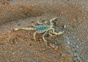 Calor e período chuvoso aumentam ocorrências com animais peçonhentos