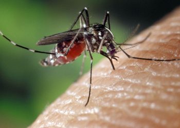 Dengue: sorotipo 3 volta a circular no país e preocupa autoridades