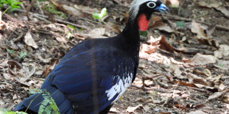 Cenibra realiza primeira soltura de Jacutingas no Parque Estadual do Rio Doce