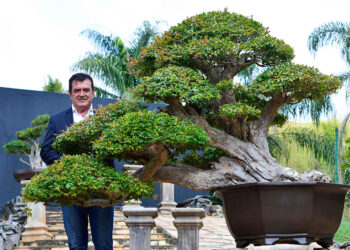 Mais que plantas em vasos: Bonsai é uma arte milenar que traz paz e felicidade aos ambientes