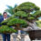 Mais que plantas em vasos: Bonsai é uma arte milenar que traz paz e felicidade aos ambientes
