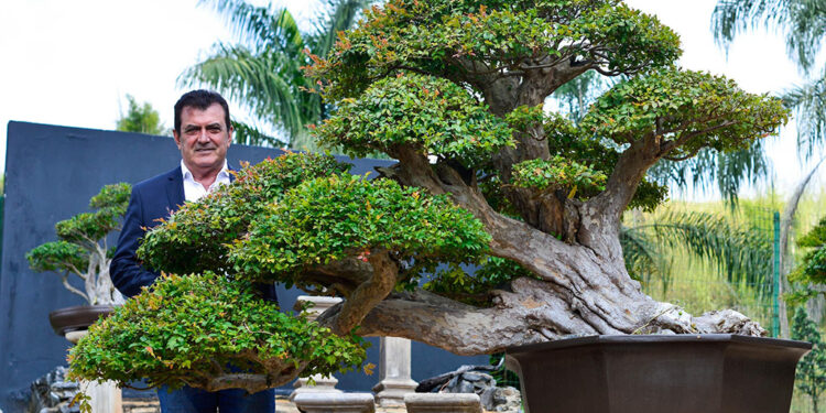Mais que plantas em vasos: Bonsai é uma arte milenar que traz paz e felicidade aos ambientes