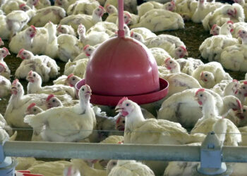 Governo confirma primeiro foco de gripe aviária em granja comercial no Brasil