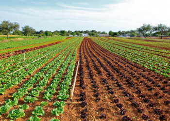 Sindicato dos Produtores Rurais de Ipatinga abre inscrições para cursos gratuitos