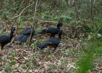 Mutuns-do-sudeste ganham nova chance de sobrevivência na Mata Atlântica