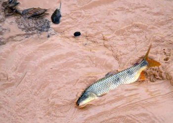 Samarco e Vale são multadas em mais de R$ 1,8 bilhão