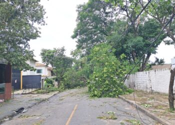 Cemig orienta sobre quedas de árvores e riscos elétricos durante tempestades