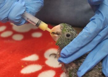 Cebus alerta para riscos de queimadas à fauna silvestre