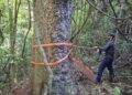 Estudo da Cenibra revela segredos de jequitibás centenários em Minas Gerais