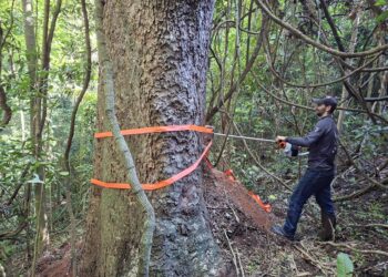 Estudo da Cenibra revela segredos de jequitibás centenários em Minas Gerais